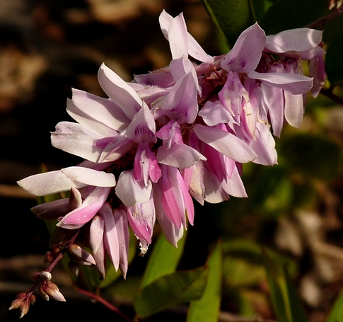 {Indigofera decora}